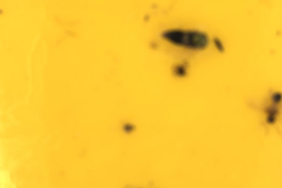 Image 32